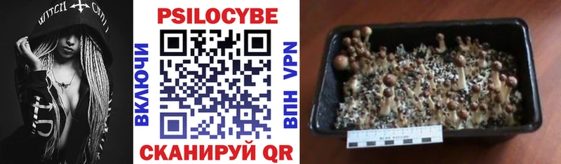 Галлюциногенные грибы Psilocybe  сайты даркнета официальный сайт  Буинск  ссылка на мегу как войти 